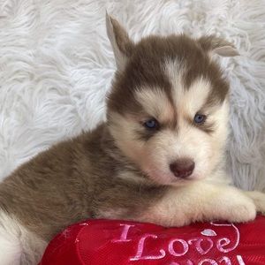 Meet your Posher, Jerrianne